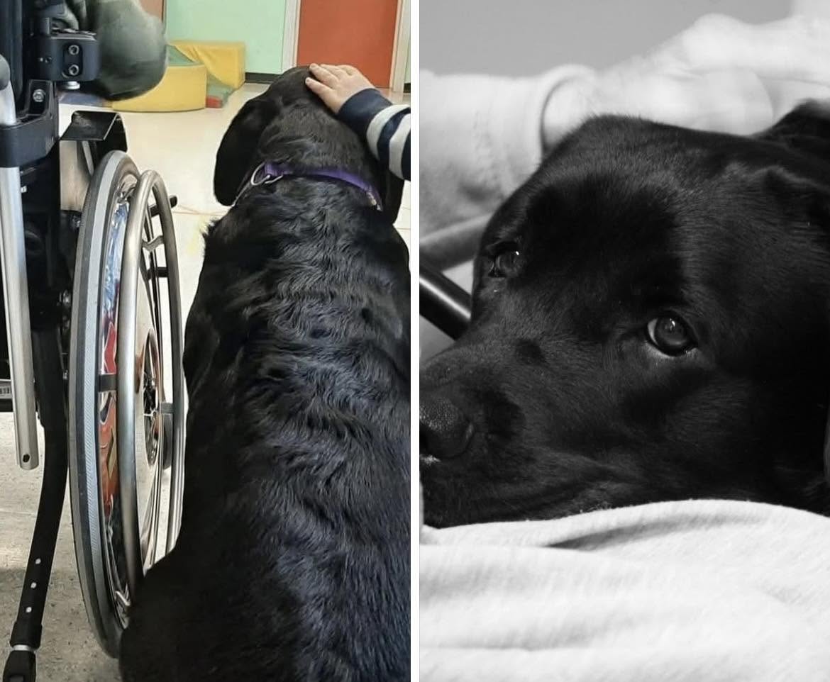 Due fotografie di un cane nero durante attività assistite in ospedale: accanto a una persona in sedia a rotelle e mentre riposa sul letto.